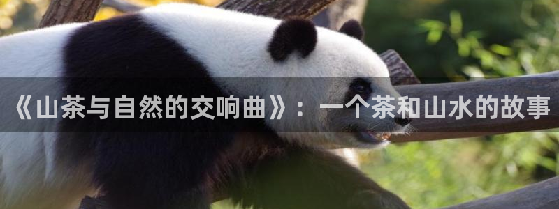 彩名堂网页