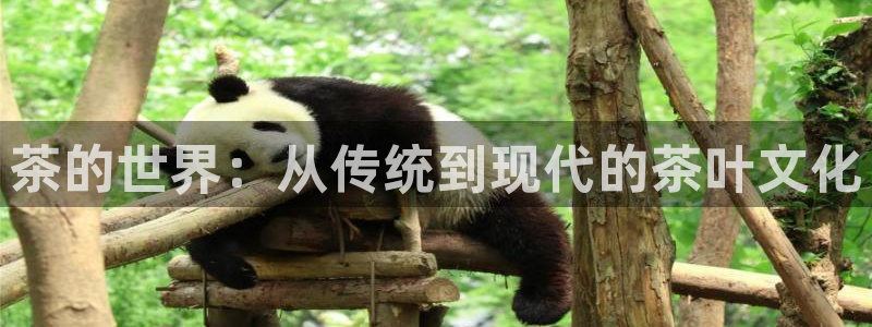 彩名堂拼音怎么拼