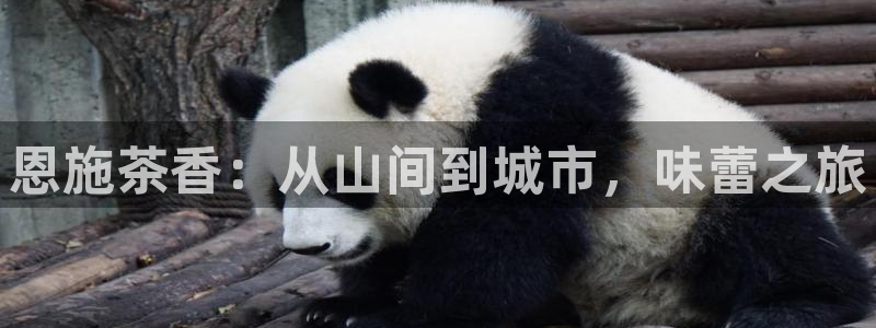 彩名堂幸运飞船计划