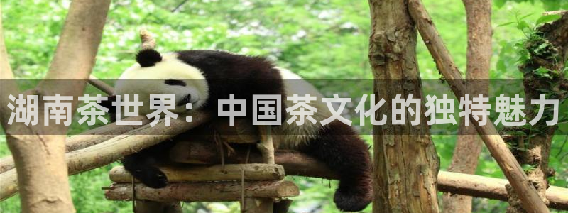 彩名堂下载官网