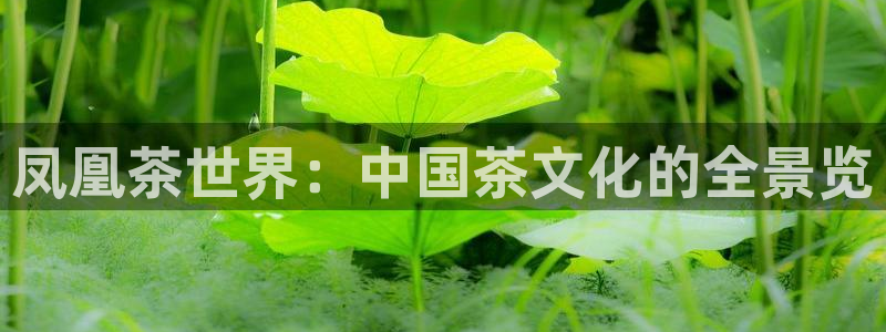 彩名堂免费计划官网怎么进不去了呢